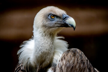 Vulture closeup of the head and beak