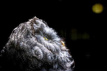 an owl gazing at the moon at night