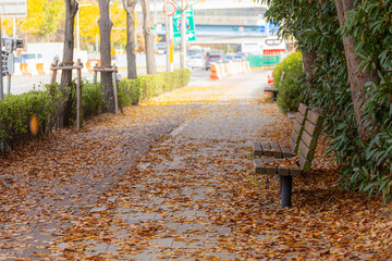 秋の街路