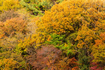 Fototapeta premium 秋の木々