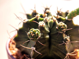 Small bud of Gymnocalycium Cactus