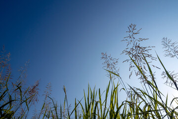 Phragmites karka grass flowers in the bright sunlight and fluffy clouds in blue sky
