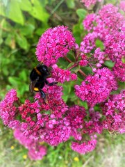 Bee on flowers