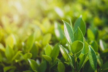 A shrub used to make a house fence with a soft sunlight behind.