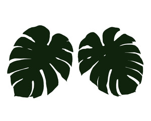
Monstera Leaves,Isolated Monstera Leaves on the white background. Vector EPS 10.