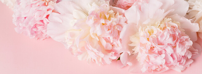 Obraz na płótnie Canvas Romantic banner, delicate white peonies flowers close-up. Fragrant pink petals