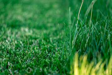 Lawn mower cutting green grass