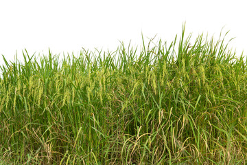 Obraz premium Green rice fild growing on white background.