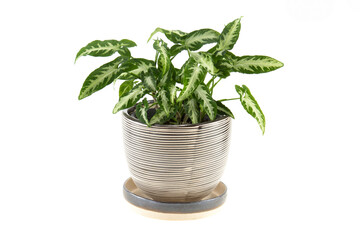 Syngonium wendlandii Schott plant beautiful in a pot isolated on white background.