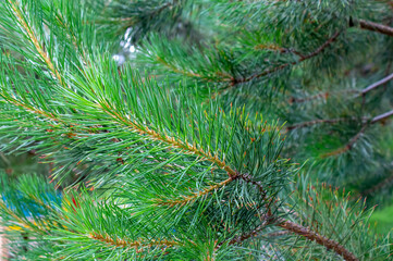 pine branch with needles in the foreground with blurred background