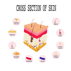 Cross section of Human skin.Layered epidermis with hair follicle, squamous ,basal cells,adipose tissue,Krause end bulbs,nerve,blood ,Merkel disks,artery,vein,sweat gland,pacinian corpuscle, matrix.