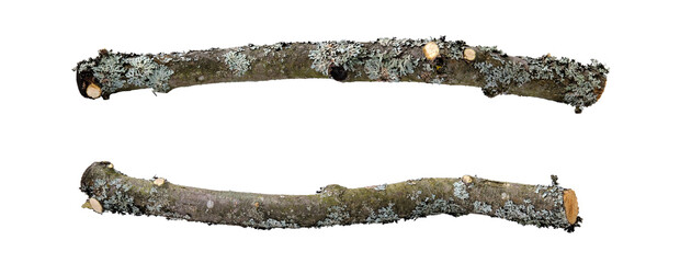 Cut crooked branches of an apple tree in two perspectives, covered with thin bark with lichen and moss, isolated on a white background.