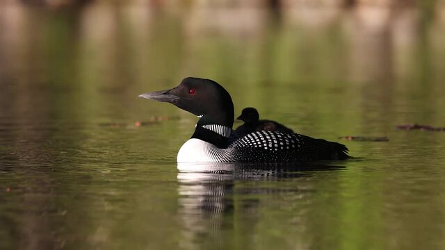 Common Loon Wail Call Sound in Maine Video Clip 