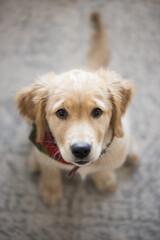 Golden Retriever Puppy Looking Up Eager. a golden retriever puppy looks up into the camera eagerly awaiting to please wearing a bandana