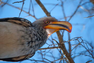 Animal Tockus leucomelas bird in his natural habitat in the Kruger National Park in Africa