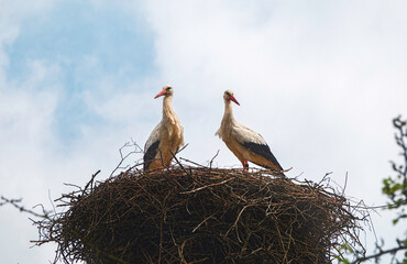 a nest with couple of stork