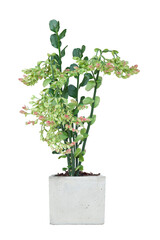 Candelilla, Tall slipper plant or Slipper spurge bloom in pot isolated on white background included clipping path.