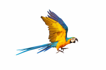 Colorful macaw parrot flying isolated on white background.