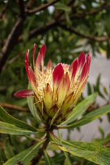 Fototapeta premium King Protea