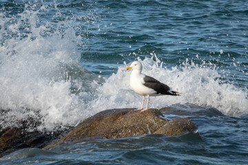 Large Wave Splashing Behind European Herring Gull Standing on a Rock, Dublin