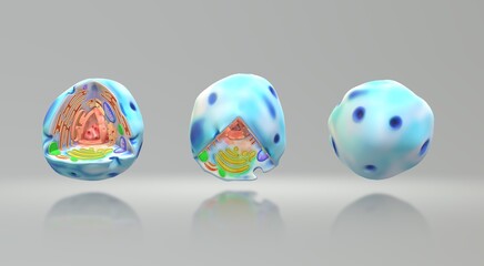 Isolated human cell model. 3d illustration . Realistic human cell model. 