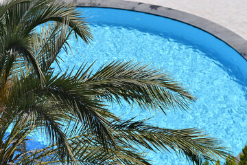 Close up of the palm tree leaves on the background of blue water of the pool.