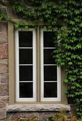 Fototapeta na wymiar old window with ivy vine