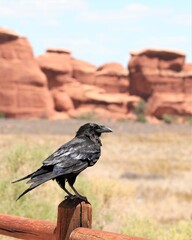 A Large Raven Perched on a Pole in Arches National Park