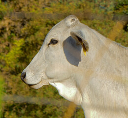 Fototapeta premium gray white tagged calf portrait over green nature background