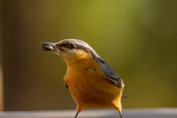 nuthatch eating sunflower seed