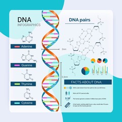 DNA scientific research infographics set with charts and diagrams vector illustration