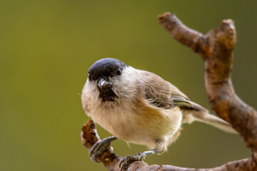 black tit sitting on a tree