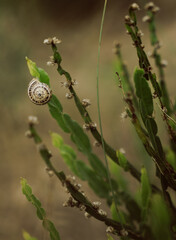 Carqueja