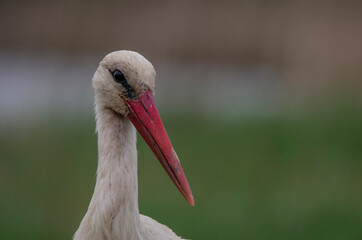 white stork closeup portrait