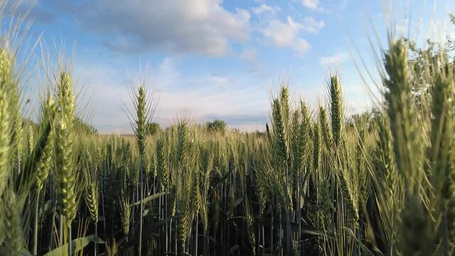 Green rye field. Spikelets of green wheat spike in the sun.