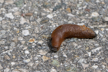 A roundback slug on asphalt