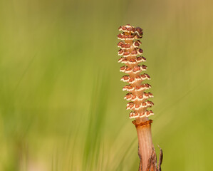early flower of field or common horsetail (Equisetum arvense)