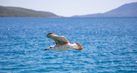 seagull in flight, Möwe im Flug