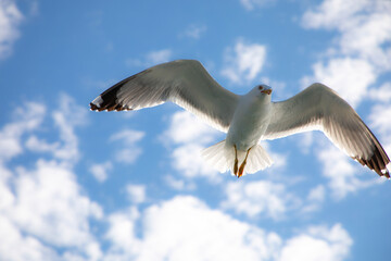 seagull in flight, fliegende Möwe