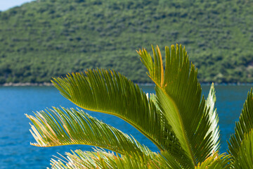 Summer background. Close-up on palm leaves, sea and mountains on the sunny day.