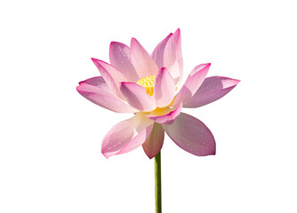Lotus flower isolated on white background