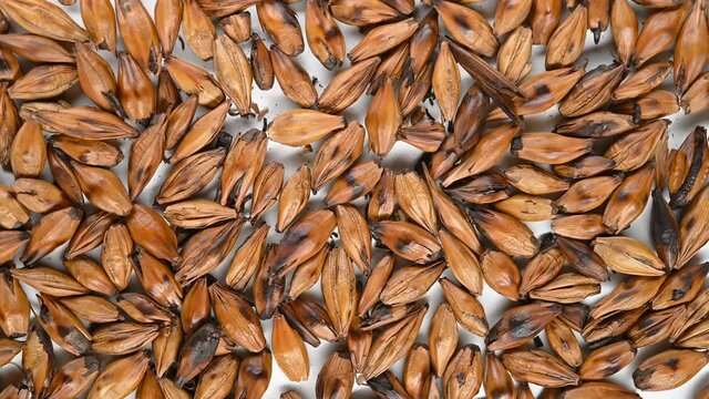 top view herb JiaoMaiYa or Hordei Fructus Germinatus Praeparatus or Stir-Heating to brown Barley Sprout rotating
