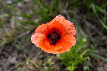 Red poppy flower in a field