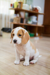 Home portrait of little purebred Beagle puppy dog pet with sleepy face  funny facial expression