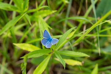 Blue butterfly on green grass