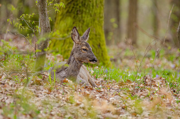 deer in the forest