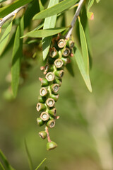 Fototapeta premium graines de callistemon