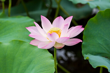 Beauty pink lotus on focus is in middle lotus field