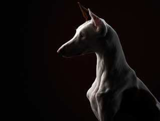 Fototapeta na wymiar dog on a dark background in the studio. Slim spanish greyhound, podenko ibitsenko