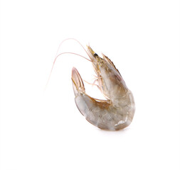 pacific white shrimp isolated on white background close up closeup macro shot